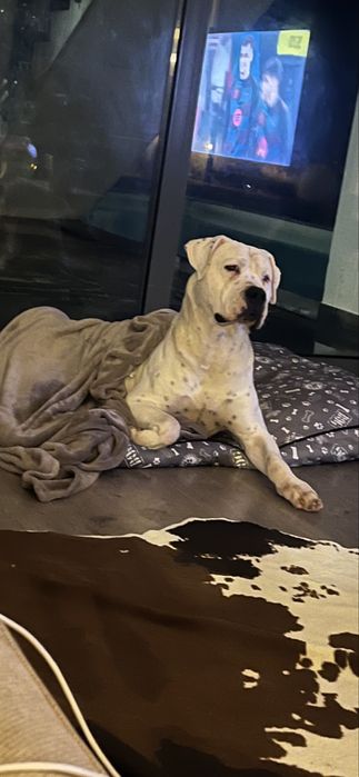 Dog Argentino  para  Adocao
