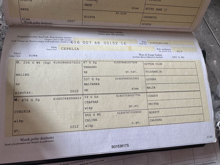 5-letnia startująca klacz ujeżdżenie/skoki CZYSTY TUV