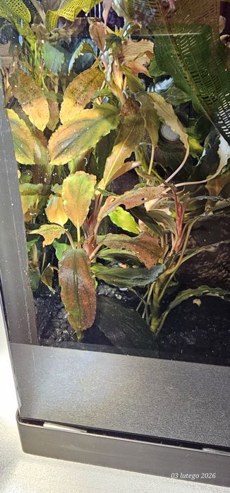 bucephalandra red cerberus