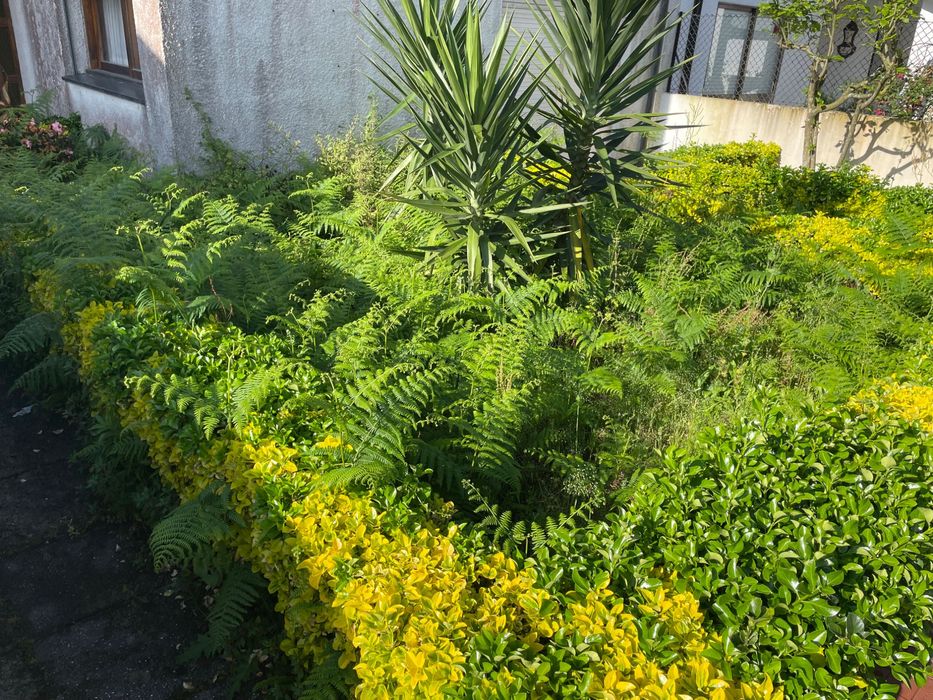 Serviço de jardinagem & Limpeza de terrenos
