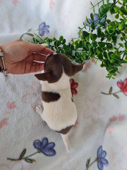 Excelente super miniatura menina Chihuahua/Chiuaua LinhagemRussa,Qualidad