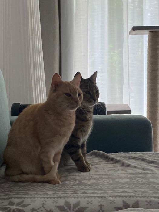 Ruda i Ada skazane na śmierć Żyją szukają domu .Tylko razem .