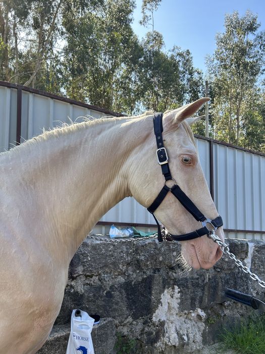 Égua para venda.