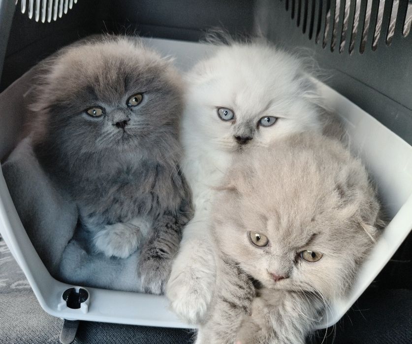 Шотландські котята (Scottish Highland Fold)