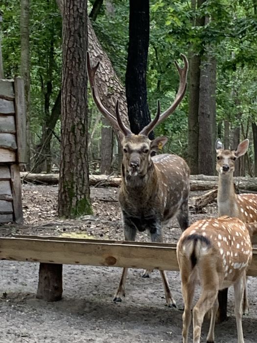 Вязка плямистих оленів