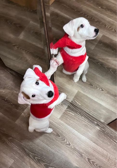 Красивая девочка джек рассел терьер ищет родителей