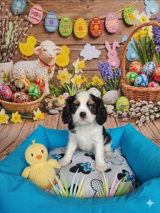 Cavalier piesek  wychowany przez behawioryste