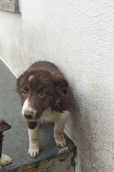 Border collie macho puro chocolate olhos verdes