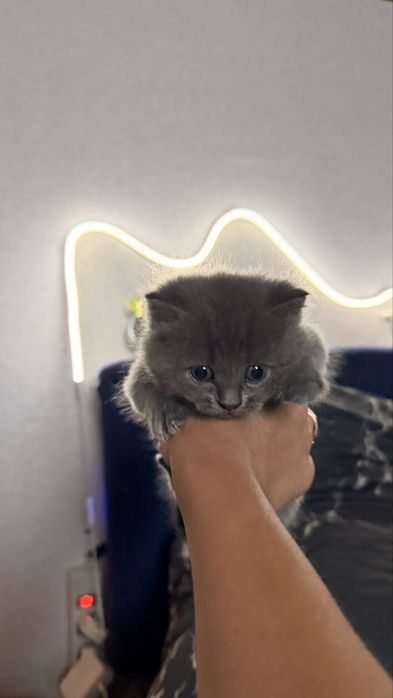 Отдам даром котят