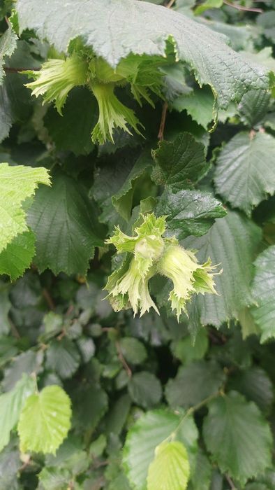 Будинок за адресою (площа 87 м²) - Atlanta.ua - фото 19