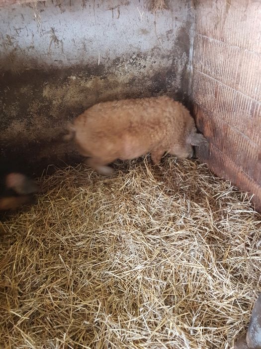 Mangalice świnie prosięta