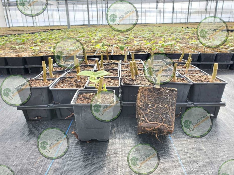 Paulownia Fortunei x Elongata Lote 100ud.