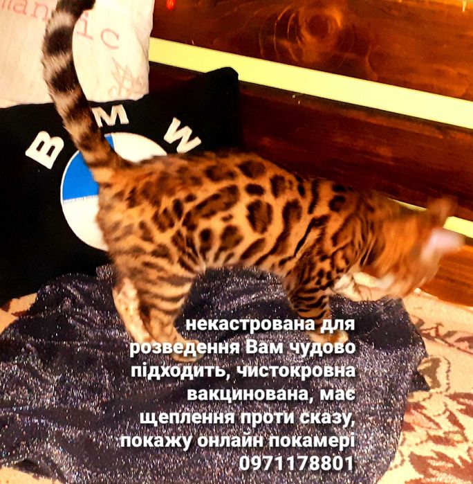 Чарівні та ніжні чистокровні бенгали