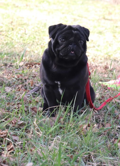 Черный мопсик КСУ