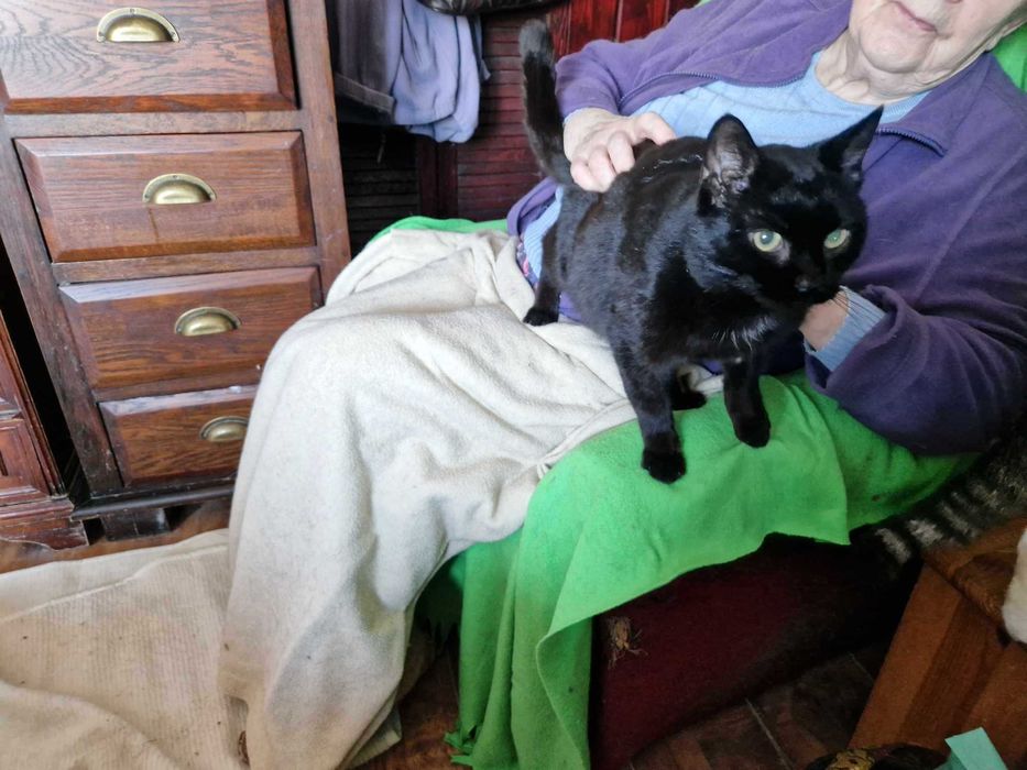 Romeo, uroczy słodziak szuka domku