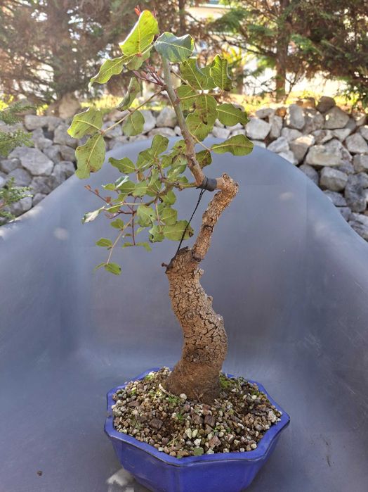 Bonsai Ceratonia Siliqua