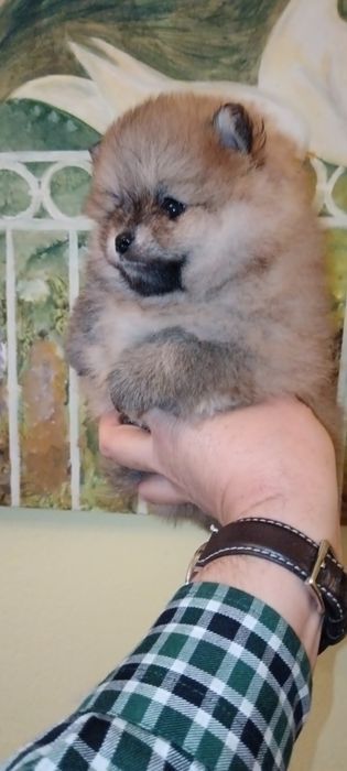 Spitz Alemão Anão ou Lulu da Pomerânia