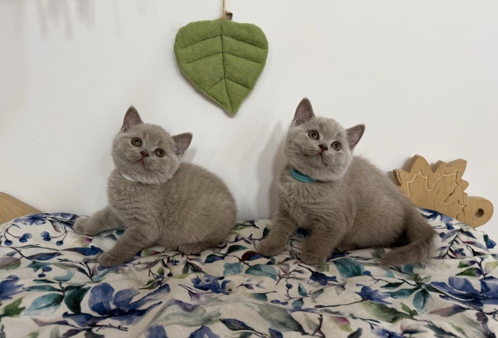 Kocurek brytyjski krótkowłosy liliowy