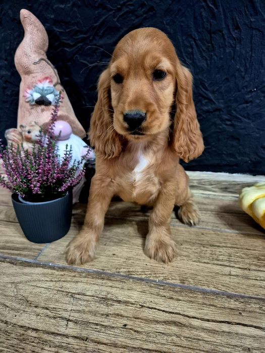 Cocker spaniel suczka Lola