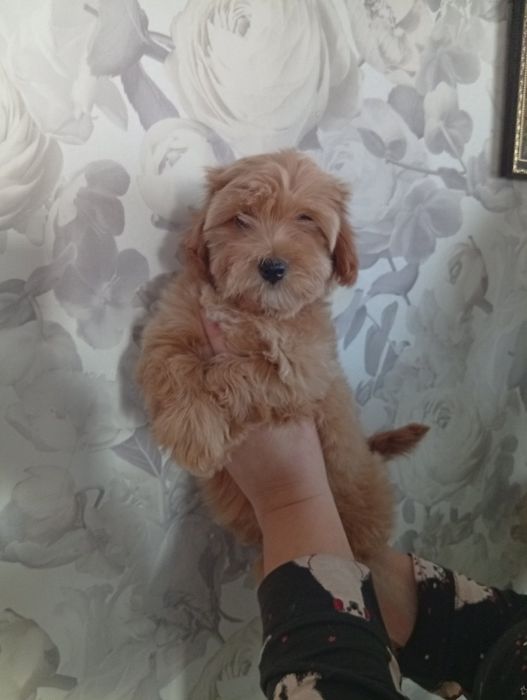 Мальтіпу дівчинка.