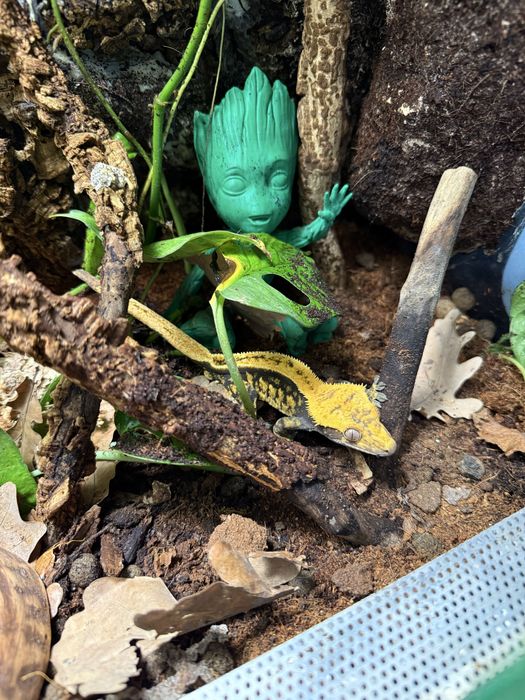 Gekon orzesiony z terrarium dorosly samiec