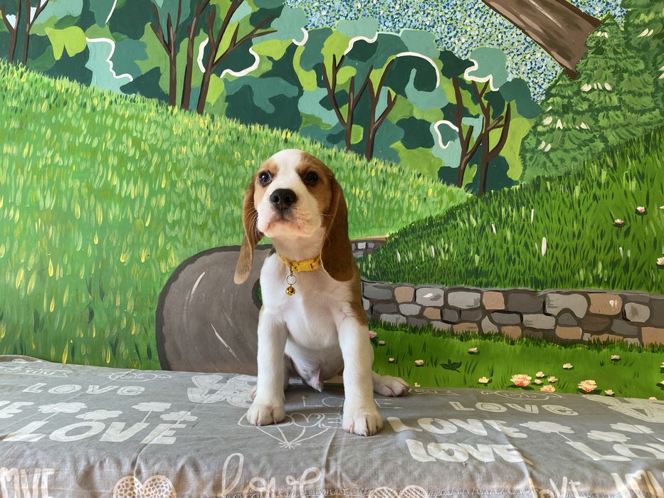 Хлопчик породи бігль з документами КСУ