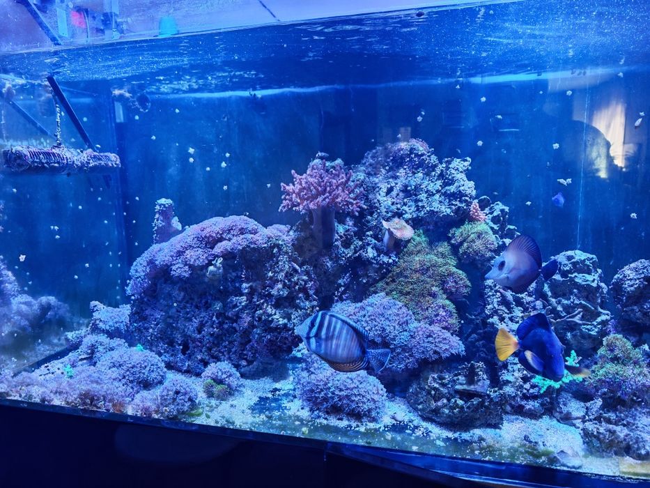 Peixes, rochas e corais