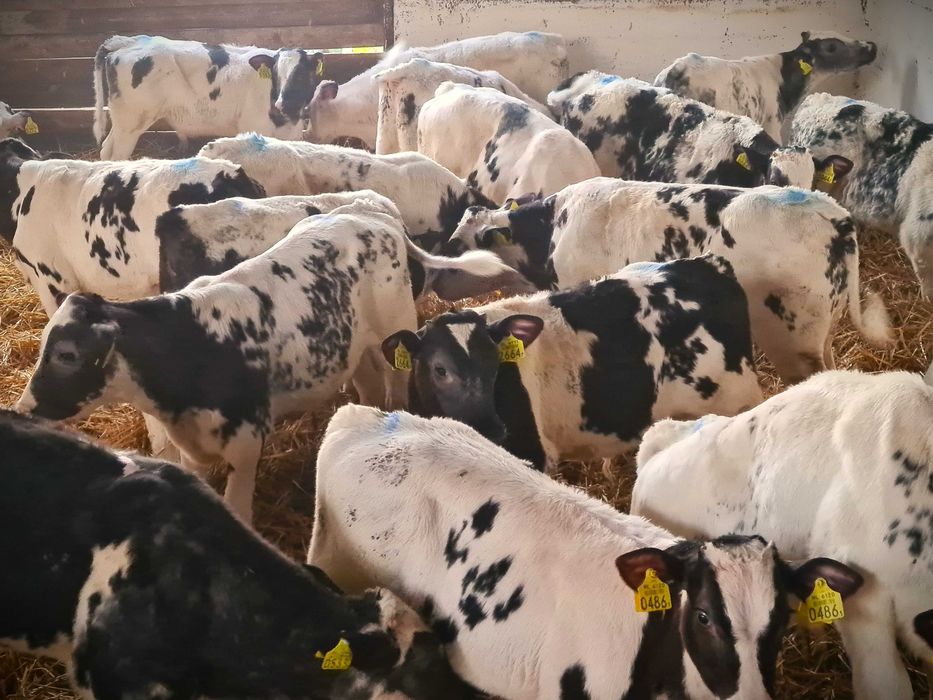 Byczki Mięsne BBB Simental MM 150 kg Finansowanie