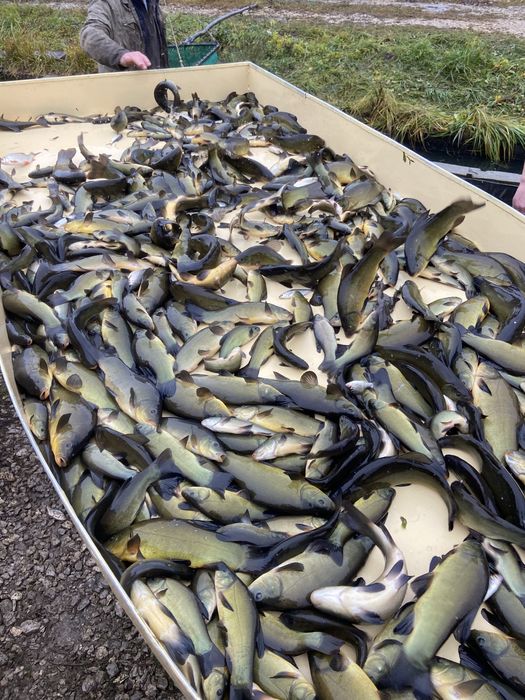 Karp amur lin tołpyga kroczek 2026