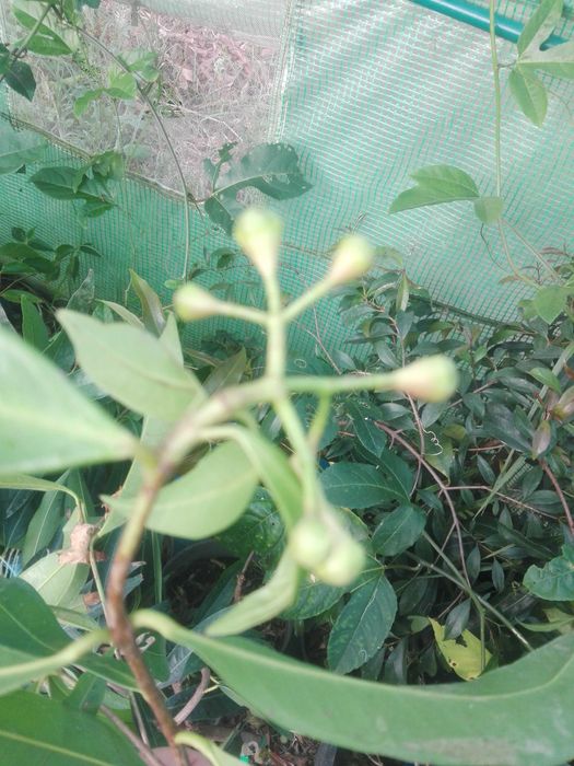 Vendo planta de jambo Amarelo