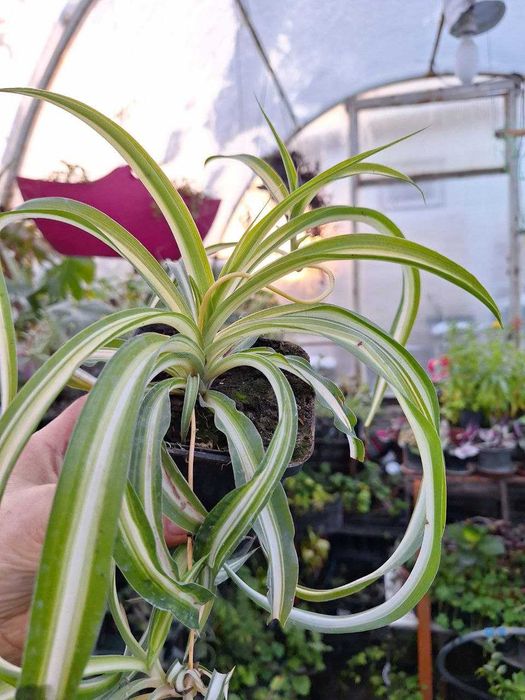 Хлорофітуми трьох видів