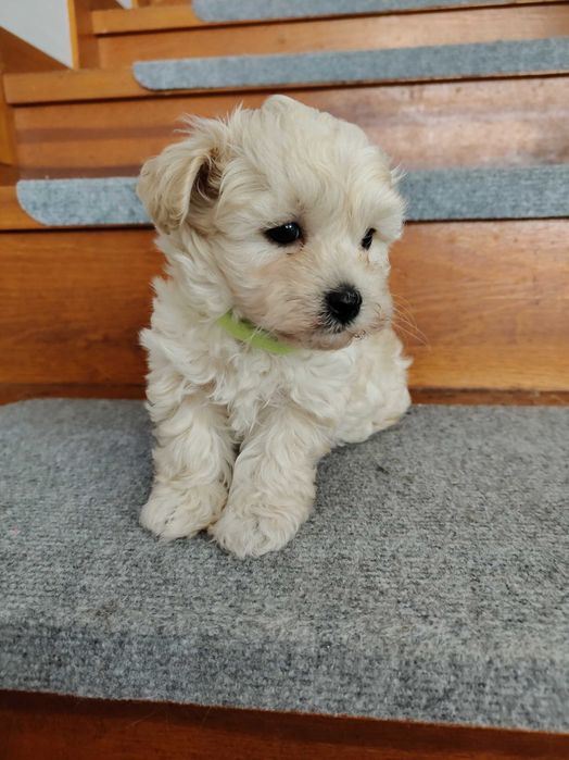 Drobniutki chłopczyk -Maltipoo F1 do rezerwacji