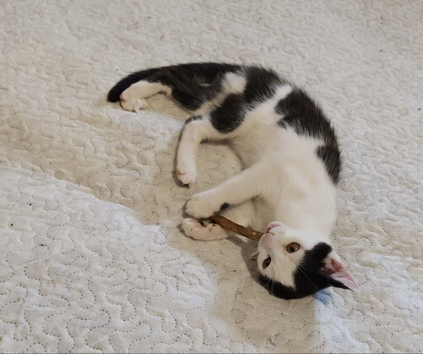 Kociak do adopcji mały kochany słodki Oreo
