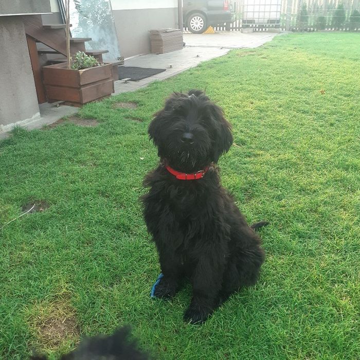 Szczeniak sznaucer olbrzym