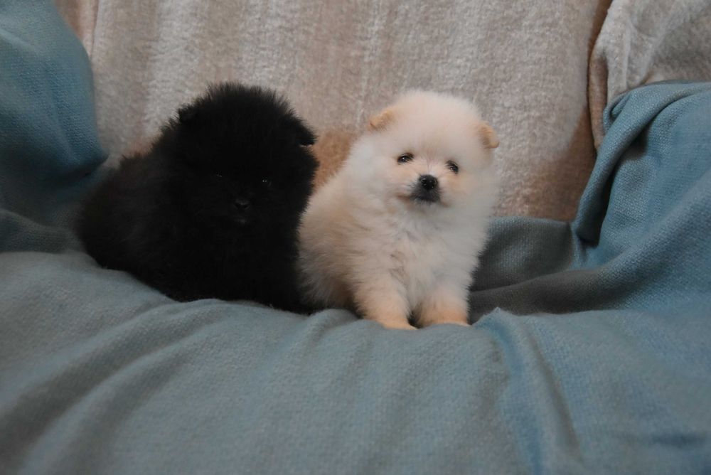 szpic miniaturowy pomeranian