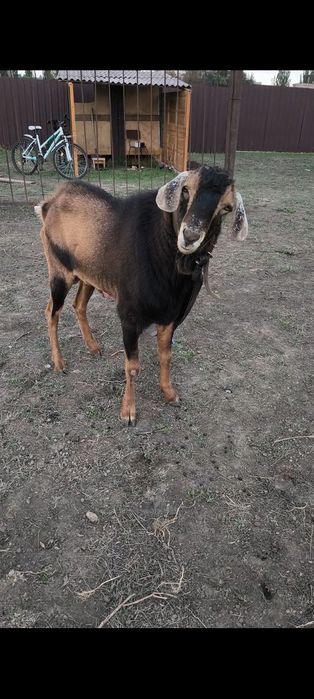 Цап козел покриття вязка