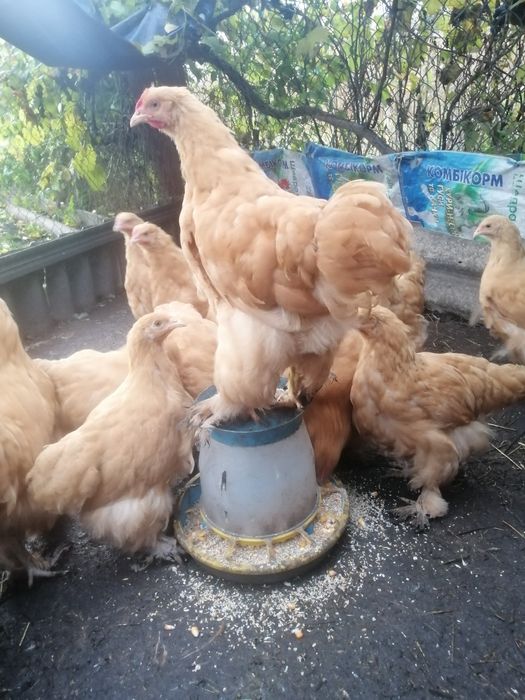 Продам півників кохінхін