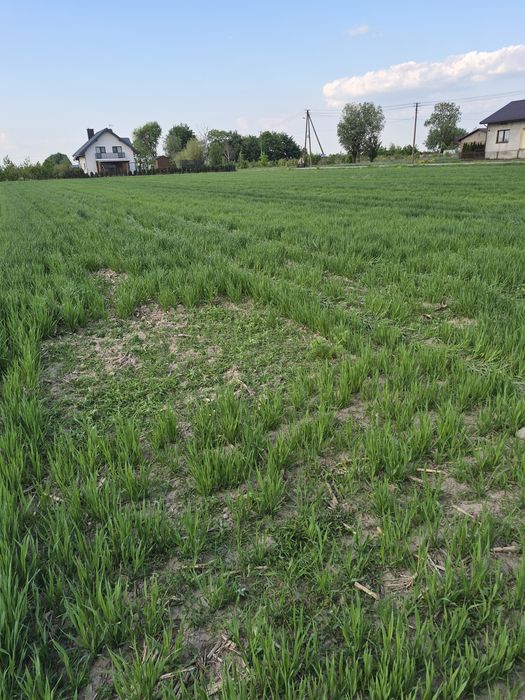 Działki budowlane z WZ, Konstantynów, gmina Rybno - Widok 2