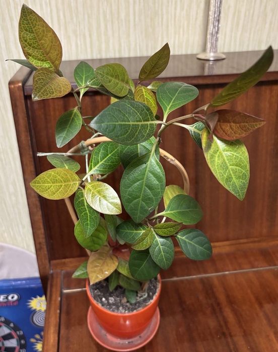 Продам псевдоэрантемумы