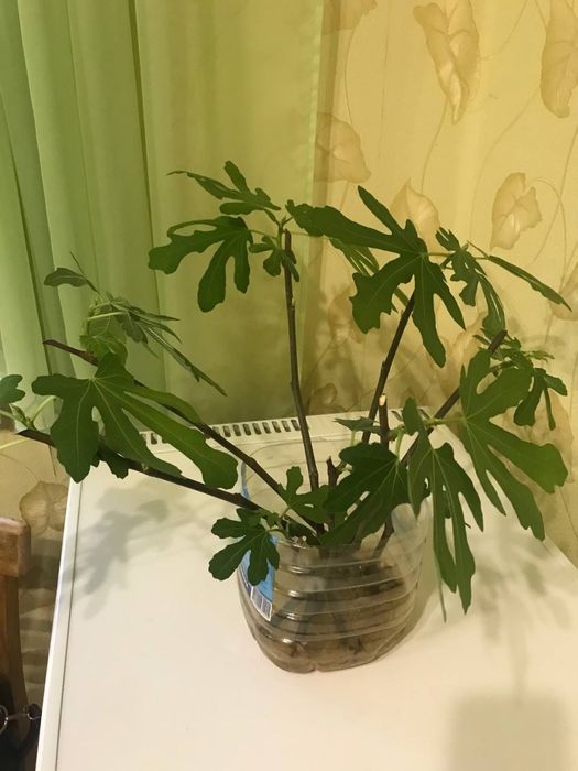 Инжир Кадота
