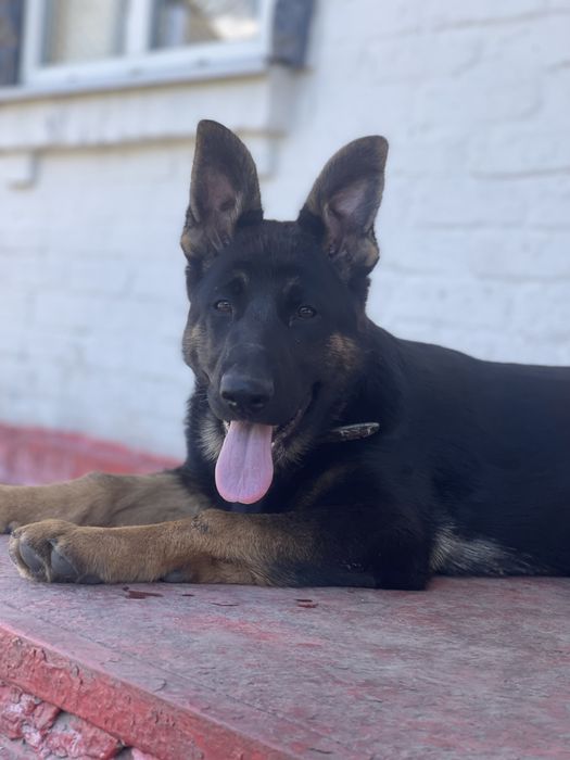 Німецька вівчарка цуценята дівчата КСУ п-к Голден Пак