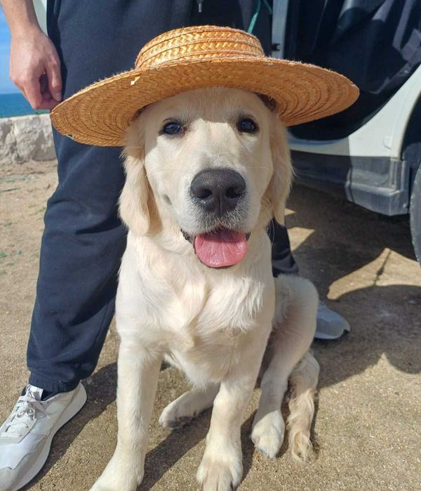 Golden Retriever disponível para acasalamento