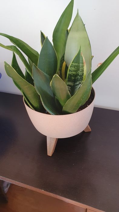 Vaso cachepô com várias são sevieras