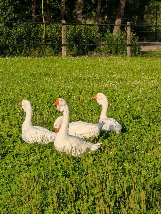 Gęś chołmogor gąska