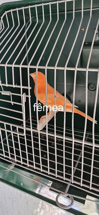 Aves canários e agarponis