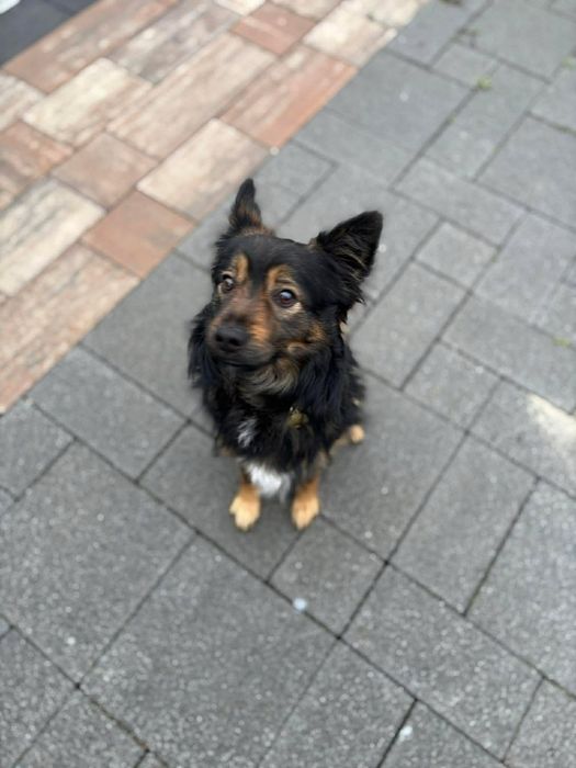 MORIS – 2-letni, radosny pies szuka domu