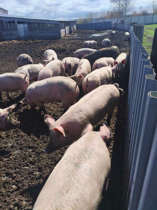 Продам свиней жива вага