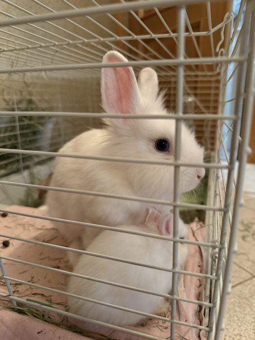 Декоративні карликові кролики | бронювання | доставка по Львову