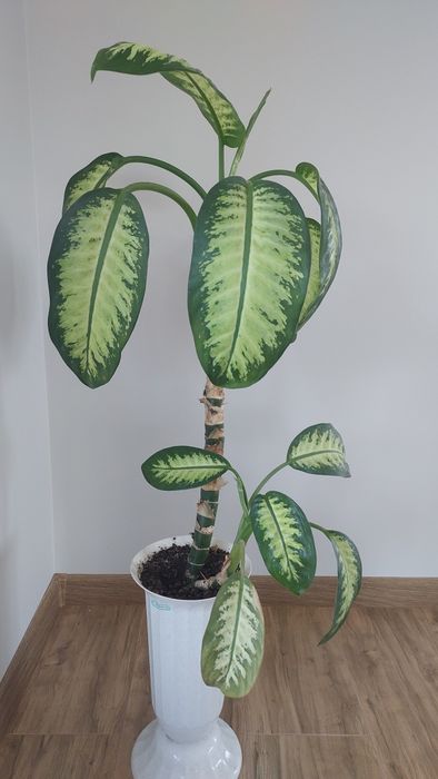 Дефінбахія прекрасна