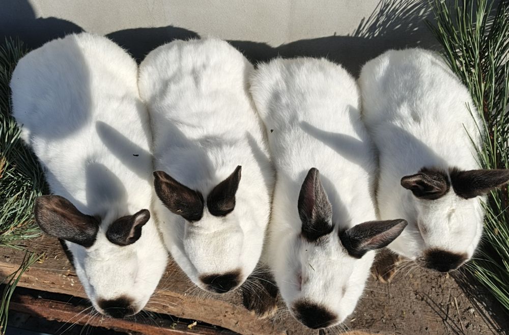 Кролики Каліфорнія